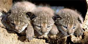 Cachorros lince Cachorros lince
