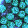 Imágenes de rotavirus Imágenes de rotavirus