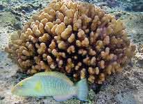 Reserva Hawai coral