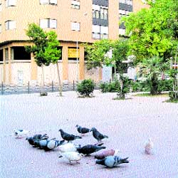 Recogen firmas porque las palomas ya entran en casa en Campoamor Recogen firmas porque las palomas ya entran en casa en Campoamor