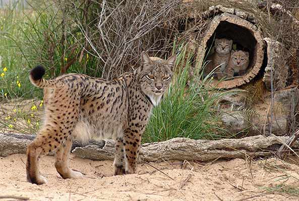 Lince ibérico Lince ibérico