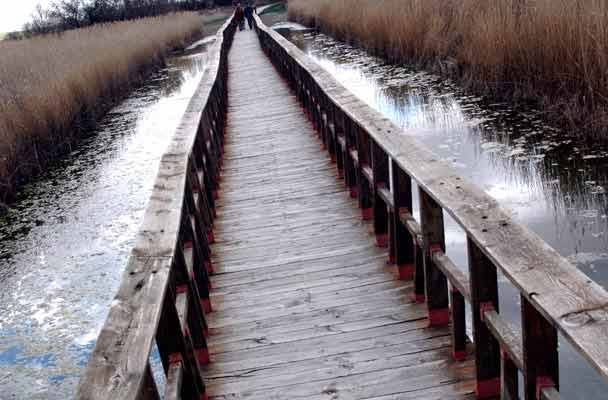 Una de las pasarelas que cruzan los humedales del Parque Nacional de Las Tablas de Daimiel. Una de las pasarelas que cruzan los humedales del Parque Nacional de Las Tablas de Daimiel.