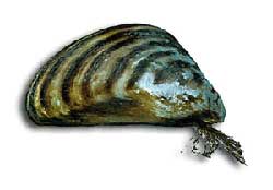 La CHE detecta larvas de mejillón cebra en el Ebro. (Ecologistas en Acción) La CHE detecta larvas de mejillón cebra en el Ebro. (Ecologistas en Acción)