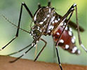 Mosquito Tigre Mosquito Tigre