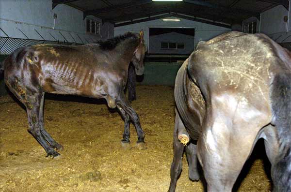 Las mejores pelculas de caballos El Cerrado de los Frailes