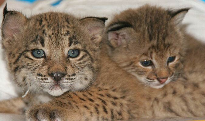 La supervivencia del lince ibérico La supervivencia del lince ibérico