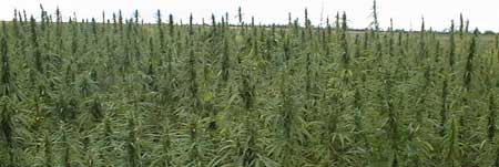 Plantación de marihuana Plantación de marihuana