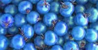 Tomate azul Tomate azul