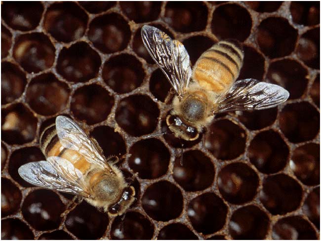La abeja europea Apis Mellifera ha sido 'descifrada'. La abeja europea Apis Mellifera ha sido 'descifrada'.