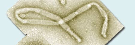 El virus de la gripe (Archivo). El virus de la gripe (Archivo).