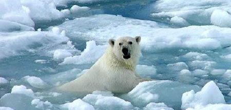 Oso Polar Oso Polar