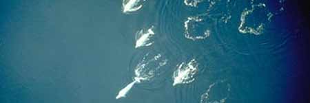 Un grupo de ballenas beluga Un grupo de ballenas beluga