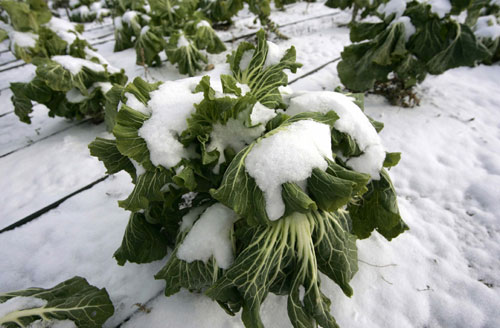 Nieve en Castellón Nieve en Castellón