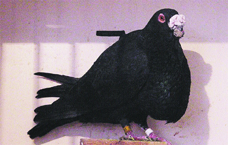 Premio a la paloma más bella Premio a la paloma más bella