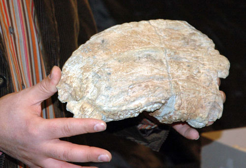 Detalle de un resto fósil del sauropodo Turiasaurus Detalle de un resto fósil del sauropodo Turiasaurus