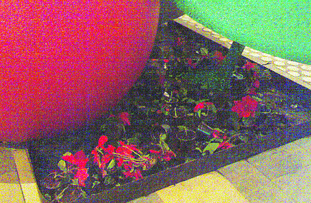 Vandalismo vs. pascueros Vandalismo vs. pascueros