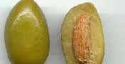 Aceitunas Aceitunas