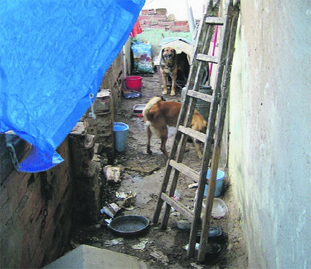 Rescaten una desena de gossos a Torre Baró Rescaten una desena de gossos a Torre Baró