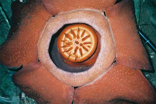 Rafflesia Rafflesia
