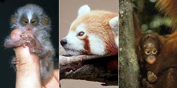 Algunos de los animales incluídos en la lista de la ZSL Algunos de los animales incluídos en la lista de la ZSL