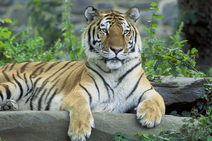 Tigre siberiano Tigre siberiano