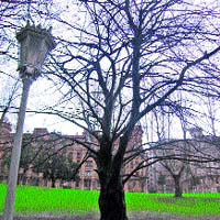 Un nuevo bosque poblado con 18.000 hayas rodeará Bilbao Un nuevo bosque poblado con 18.000 hayas rodeará Bilbao