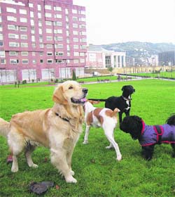 Reclaman zonas para soltar al perro sin que les multen Reclaman zonas para soltar al perro sin que les multen