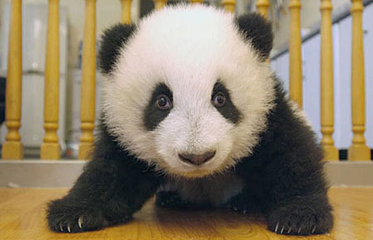 Bebé panda Bebé panda