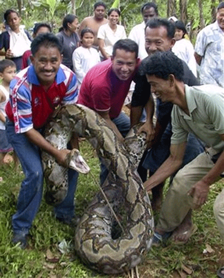 Pitón Pitón