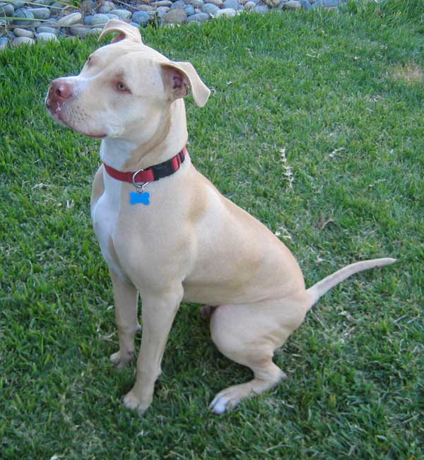 Los pit bull, clasificados dentro de las razas peligrosas. Los pit bull, clasificados dentro de las razas peligrosas.