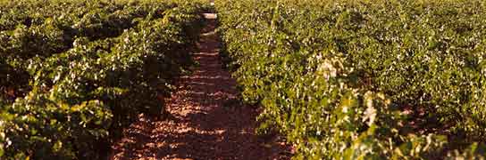 Viñedos de Abadía Retuerta