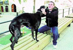 Alicante exporta a Francia galgos maltratados aquí Alicante exporta a Francia galgos maltratados aquí