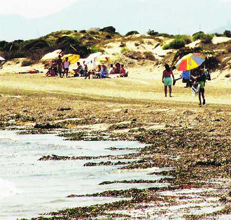 Una plaga de algas invade el Mar Menor y va a más Una plaga de algas invade el Mar Menor y va a más