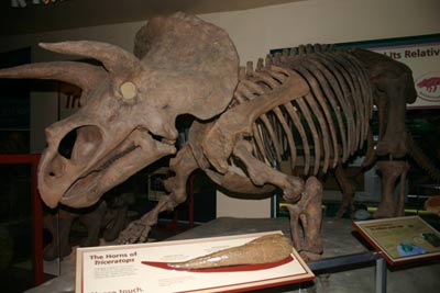 Descubren un nuevo dinosaurio, ascendente del Triceratops Descubren un nuevo dinosaurio, ascendente del Triceratops