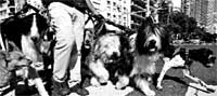Un oficio de (muchos) perros Un oficio de (muchos) perros