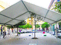 La carpa aplasta un árbol La carpa aplasta un árbol