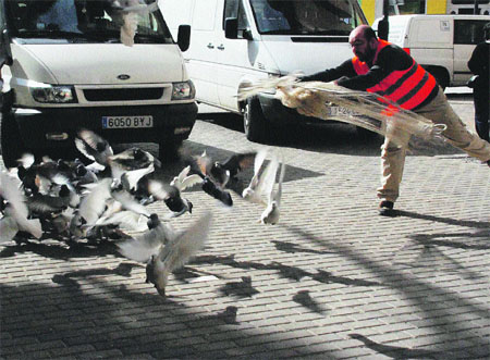 Los ‘cazapalomas’ de Valencia se juegan el tipo Los ‘cazapalomas’ de Valencia se juegan el tipo