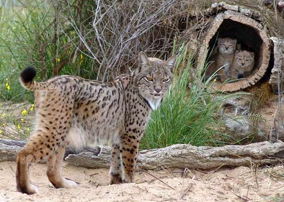 Lince con sus crías Lince con sus crías