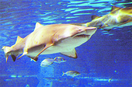 Vacaciones en el mar del Aquàrium Vacaciones en el mar del Aquàrium