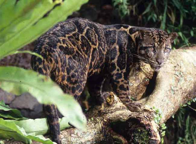 Pantera nebulosa de Borneo Pantera nebulosa de Borneo