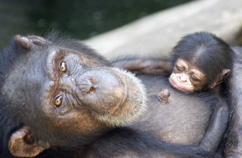 El hombre y el chimpancé El hombre y el chimpancé