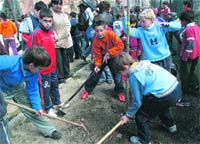 Avisa al Consistorio si el árbol de tu calle enferma Avisa al Consistorio si el árbol de tu calle enferma