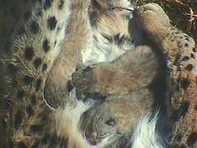 Linces recién nacidos. (Junta de Andalucía) Linces recién nacidos. (Junta de Andalucía)