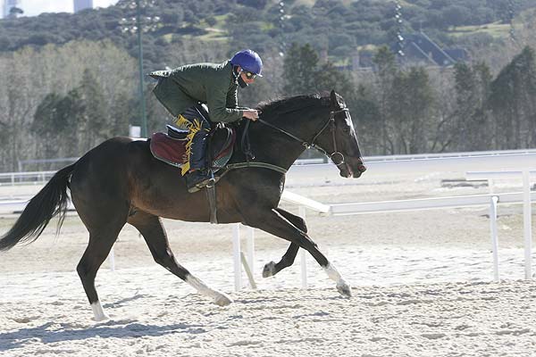 Caballo Caballo