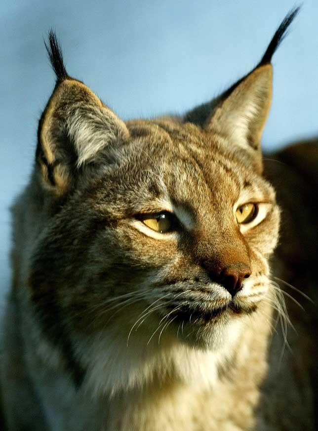 Lince en zoo Lince en zoo