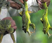 Ranas que valen su peso en oro Ranas que valen su peso en oro