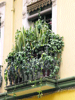 Una selva en el balcón Una selva en el balcón