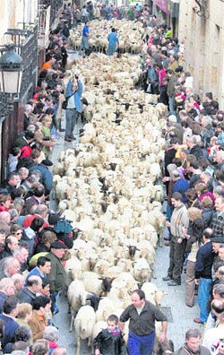 La trashumancia cruza Euskadi La trashumancia cruza Euskadi