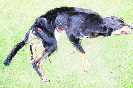 Secuestran aquí a perros para peleas clandestinas Secuestran aquí a perros para peleas clandestinas