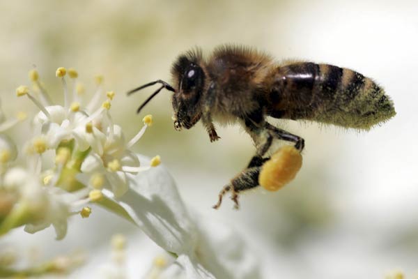 La radiación emitida por los teléfonos móviles puede estar haciendo desaparecer a las abejas La radiación emitida por los teléfonos móviles puede estar haciendo desaparecer a las abejas